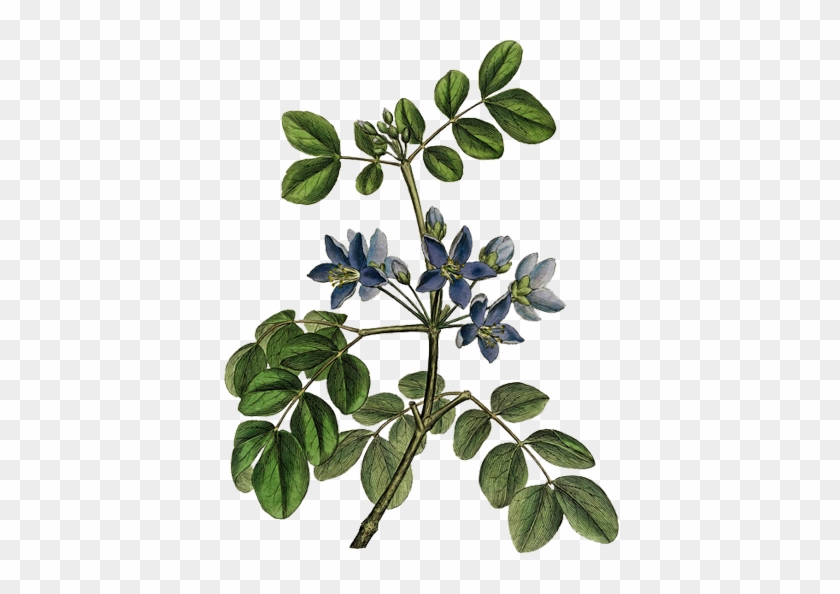 The Lignum Vitae Was Found Here By Christopher Columbus - Giclee Painting: Blue Flowered Guaiacum Officinale, #1072980