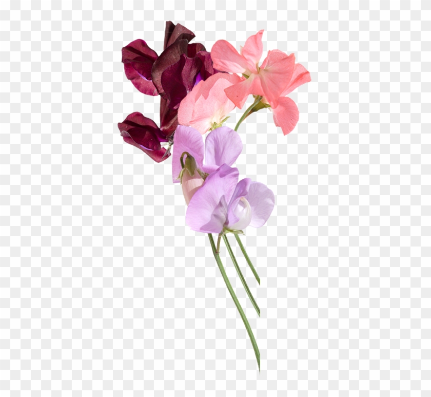 Sweet Pea Flower Png #1073342