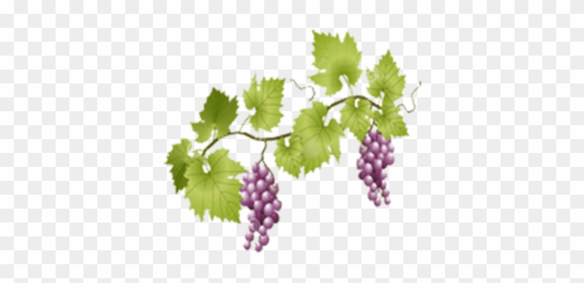 Grape Vine Transparent #1073356