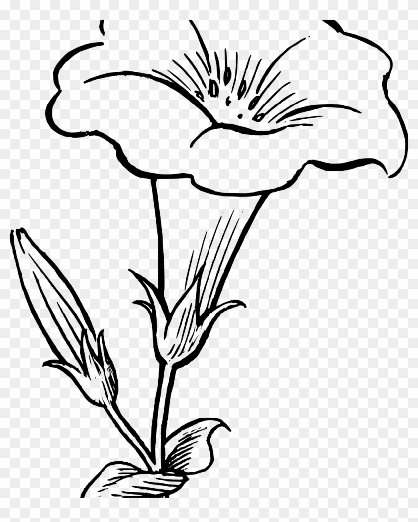 Oleander Flower Vector Graphics Engraved Style Stock Vector (Royalty Free)  501281053 | Shutterstock