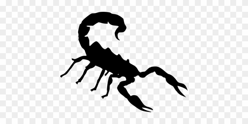 Scorpion Insect Silhouette Sting Scorpion - Scorpion Clipart #1075403