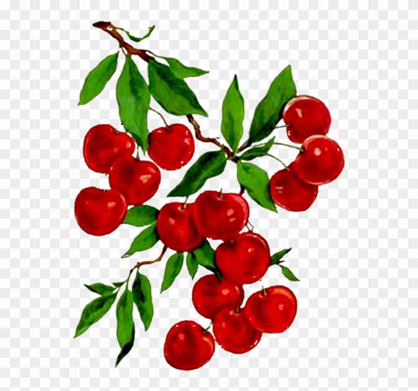 Ветка вишни картинка для детей