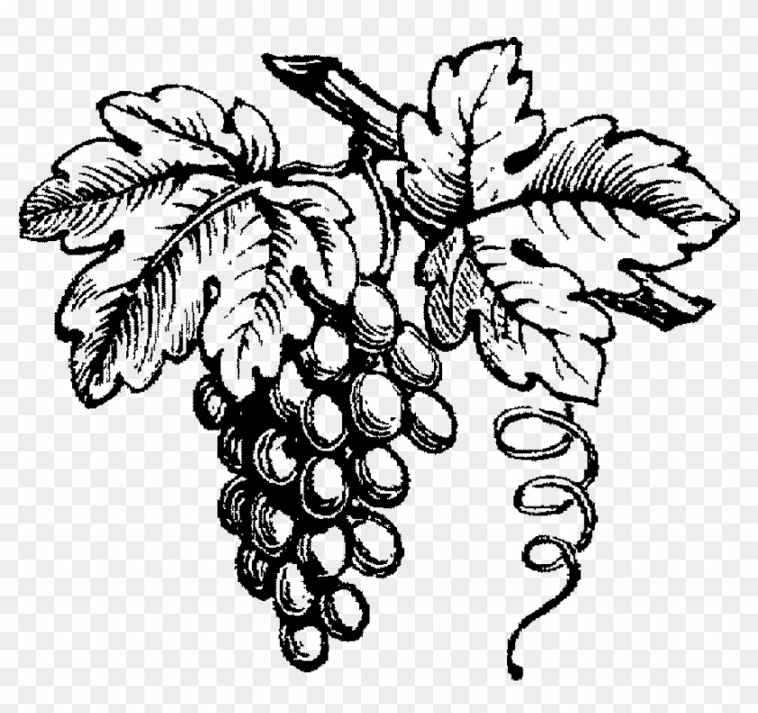 Vin De Vin - Black And White Wine Grapes #1077517