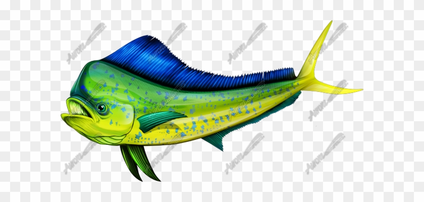 Drawn Fishing Mahi Mahi - Mahi Mahi #1077991