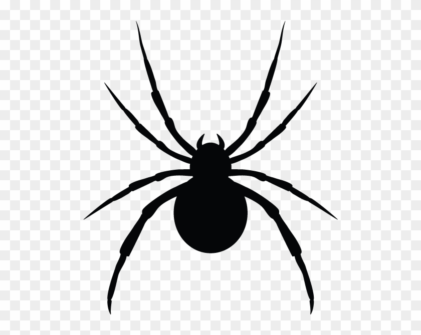 Spiders In Minnesota Homes And Offices - Spider #1078093
