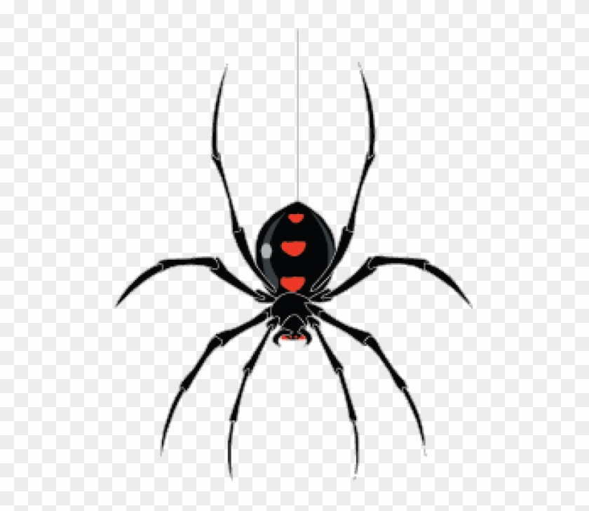 Spider Graphics Wallpaper - Black Widow Spider Hanging #1078135