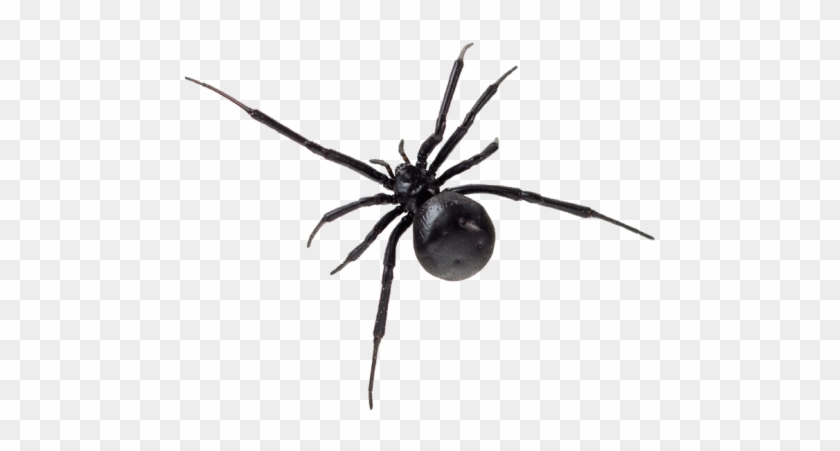 Spiders Pest Control - Black Spiders Arizona #1078136