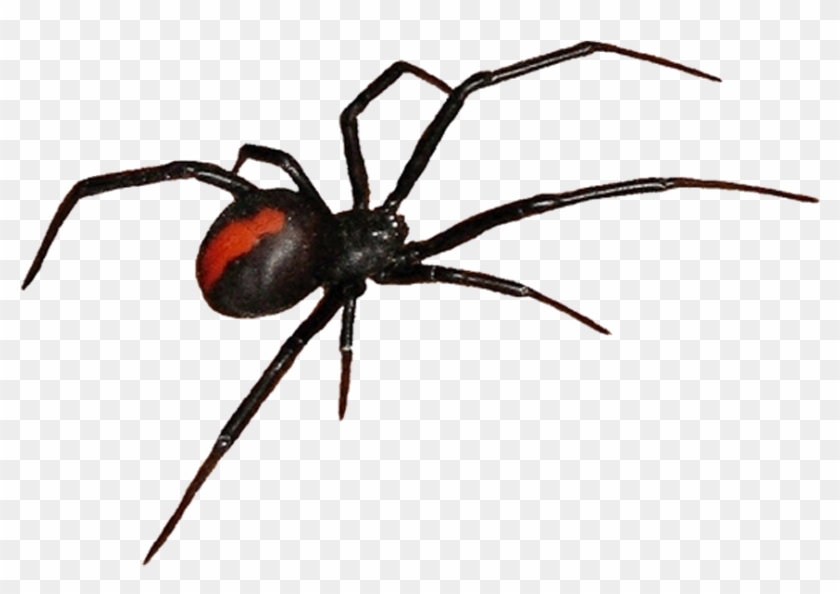 Get Rid Of Cobwebs During Cleaning - Black Widow #1078139