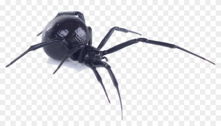 North American Black Widow Spider #1078149