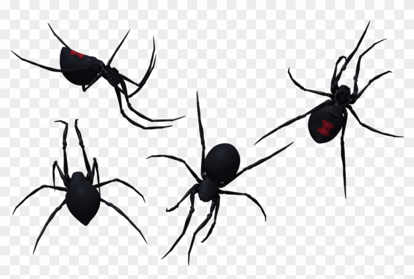 Black Widow Spider Set 08 By Free Stock By Wayne - Western Black Widow #1078151