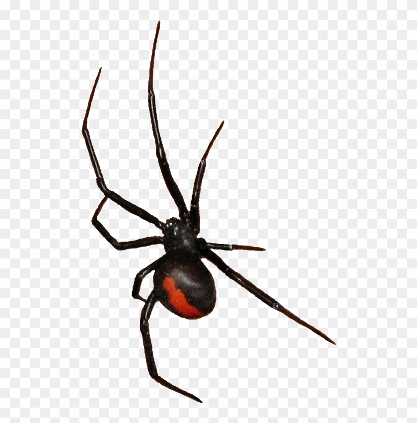 Redback Spider Clipart - Red Back Spider Drawing #1078166
