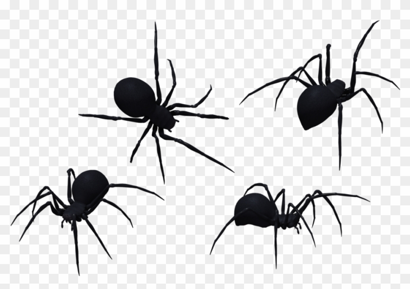 Black Widow Spider Set 12 By Free Stock By Wayne - Black Spider Png #1078182