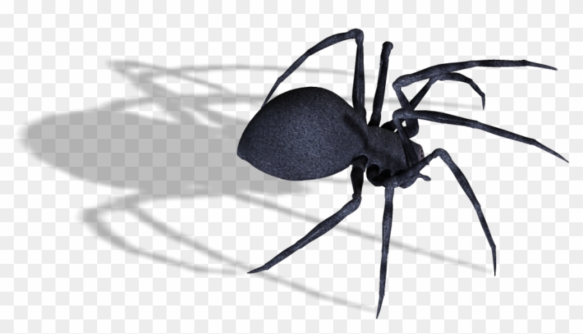 Spider On Transparent Background #1078190