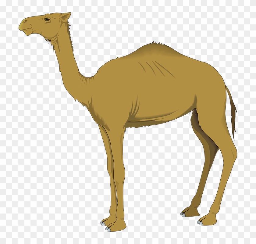 camels in desert clipart