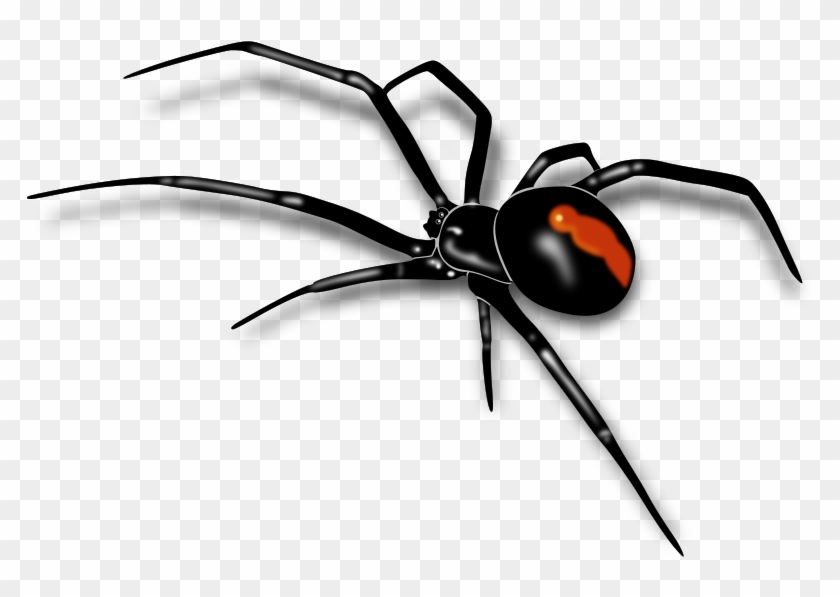 Medium Image - Australian Red Back Spider #1078208