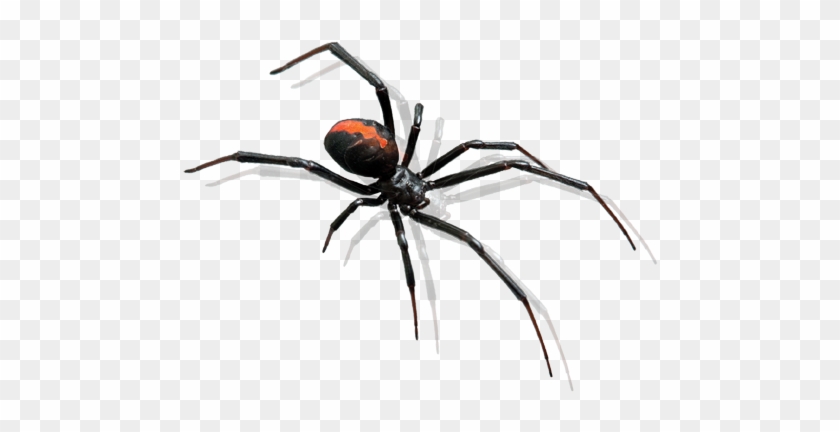 Spider Control Mandurah Baldivis Rockingham - Mosquito Emoji Png #1078226