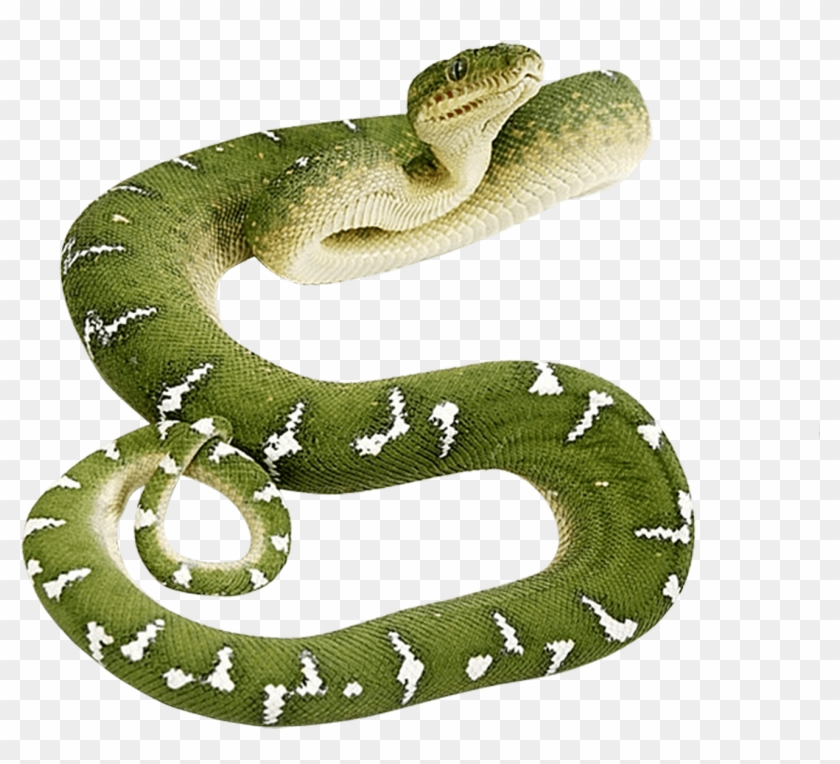 Snake - Green Snake Png #1078395