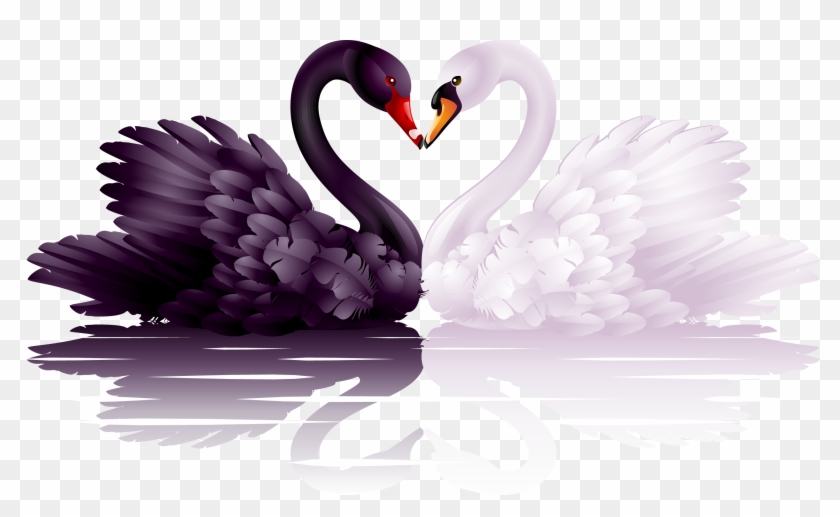 Free Swan Clip Art Of White And Black Swans With Heart - Black And White Swan #1078515