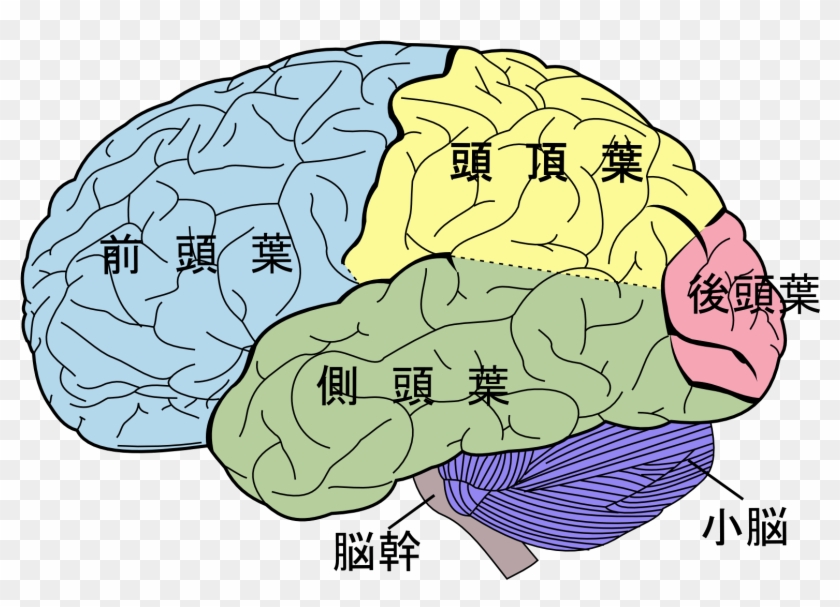 Free Human Brain, Download Free Clip Art, Free Clip - Lobes Of The Brain #1078586