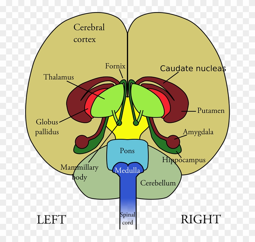 Cartoon Picture Of A Brain 11, Buy Clip Art - Part Of The Brain Controls Breathing #1078587