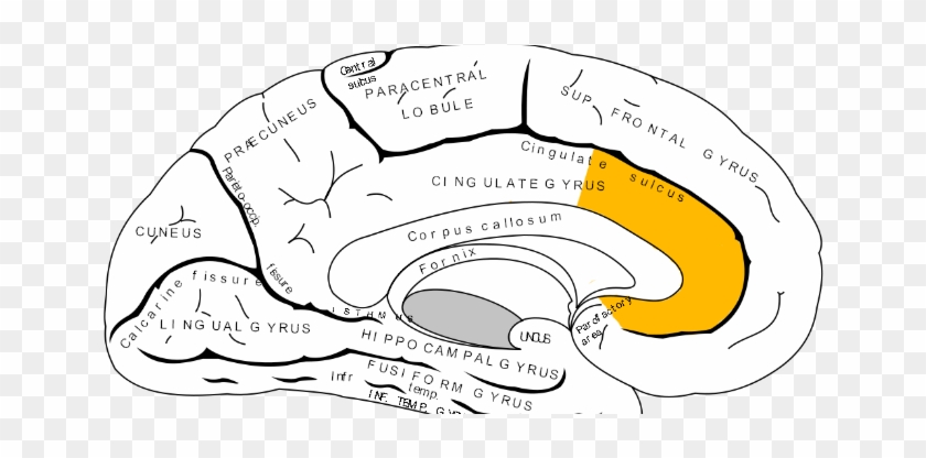 Impact Of Social Sciences Brain Study Confirms Gender - Psychology Of Stereotyping #1078605