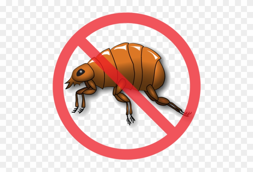 After Treating Every Pet In The House, It's Time To - Weevil #1078627