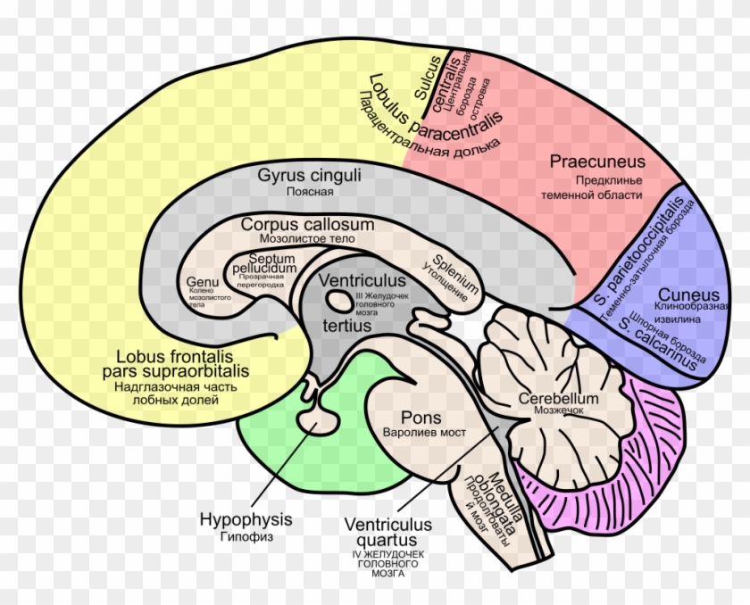 Cartoon Picture Of A Brain 19, Buy Clip Art - Corpus Callosum And Cingulate Gyrus #1078648