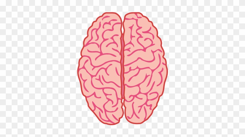 Brain Top View Brain Quiz Project Neuron University - Types Of Brain Haemorrhage #1078718