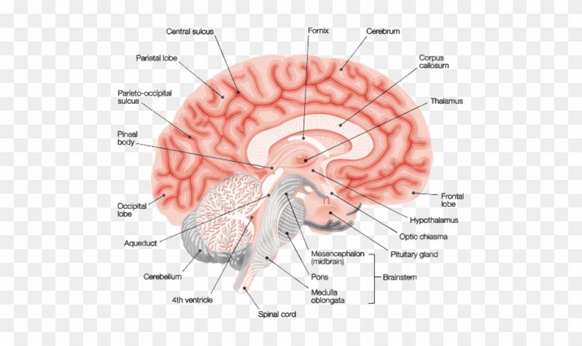 Biology Neet Notes, Neet 2018, Neet Notes 2018, Neet - Cross Section Of Brain With Labels #1078877