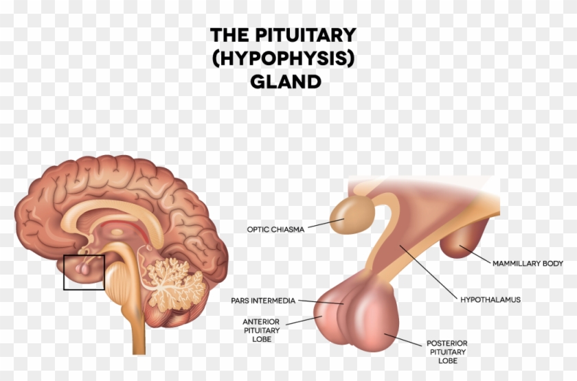 Pituitary Gland Hypophysis Medium - Hypophysis In The Brain #1078893