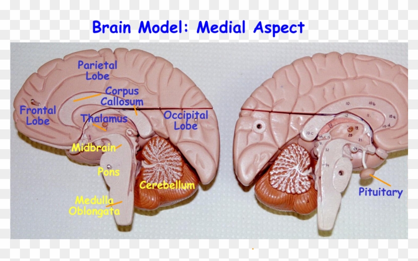 Brain Model Brain Stem #1078897