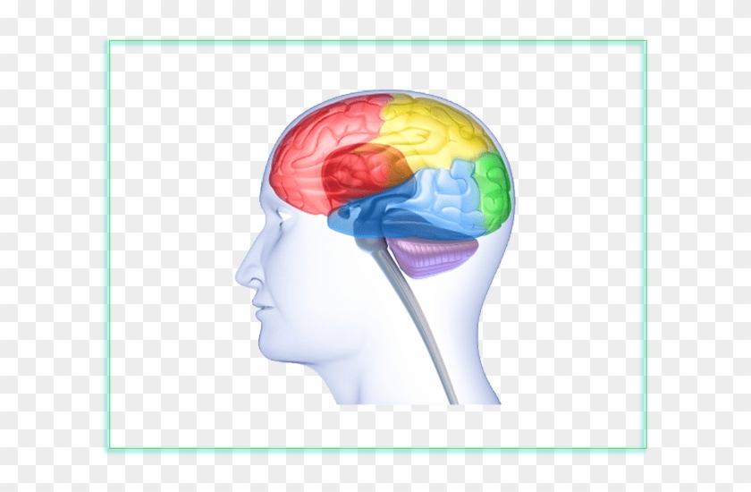 Neuroimaging And Privacy - Pro-life Health Optifocus Focus Formula - Nutritional #1078949