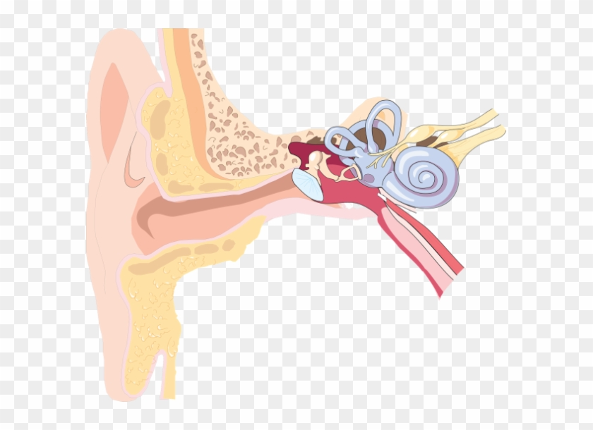 Ear-2426895 - Ear #1079045