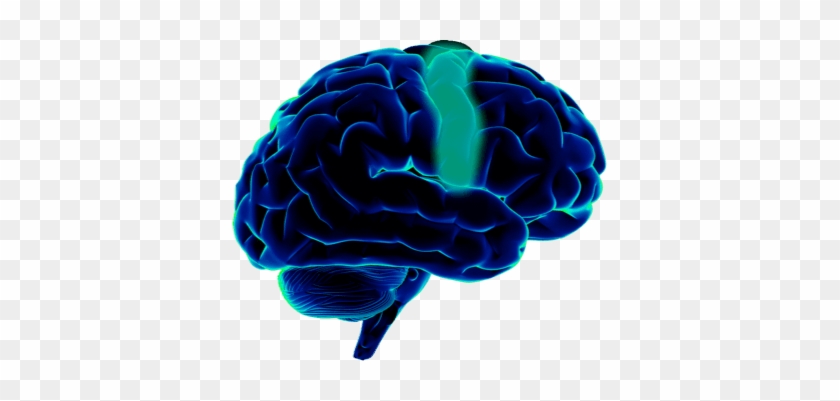 Switch Hz Brain Support - Human Brain #1079081