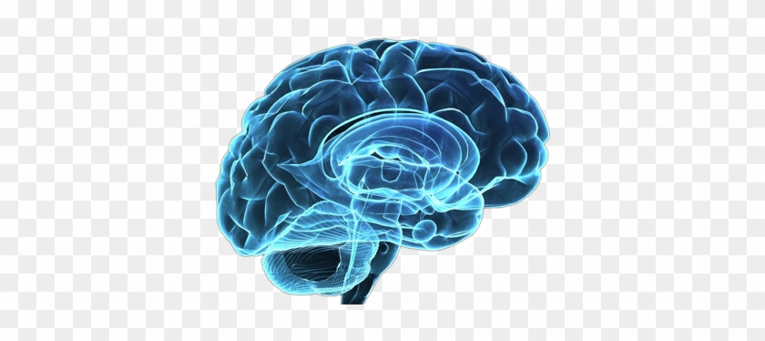 Effects On Brain Receptors - Cuidar Da Pessoa Com Esquizofrenia #1079118