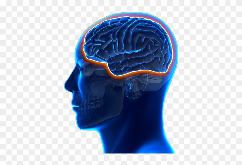 The Brain Energizer That Works Even For 100 Year Olds - Blood Brain Barrier #1079126