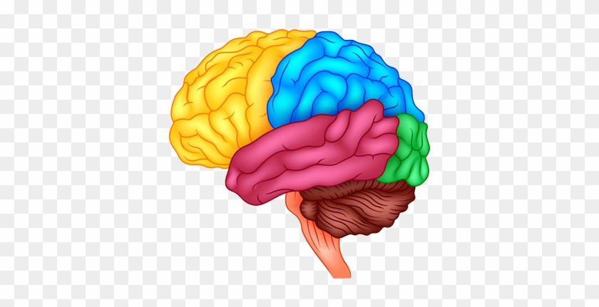 Foods That Stimulate Brain Memory Photo - Human Brain #1079147