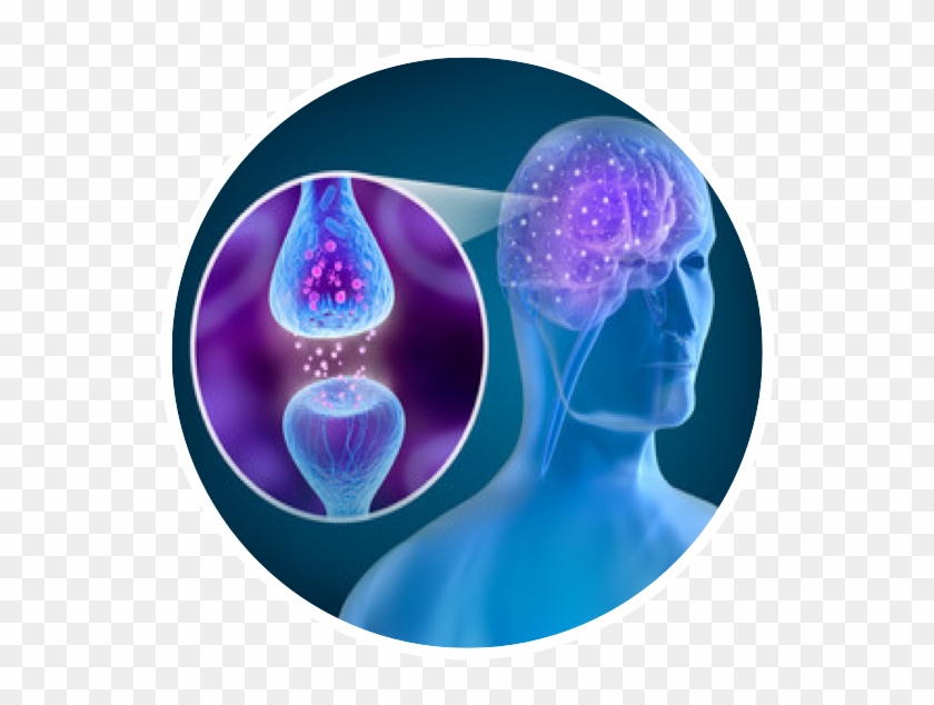 Synergize Supports For Your Cells, Organs, Brain And - Receptor #1079215