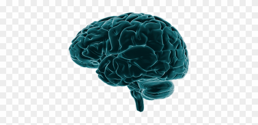 Brain Imaging Png #1079218