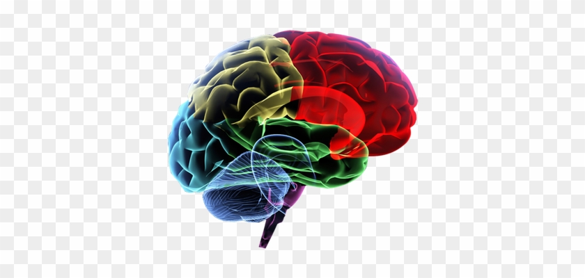 Ms Brain Center - Brain Energy Metabolism [book] #1079283