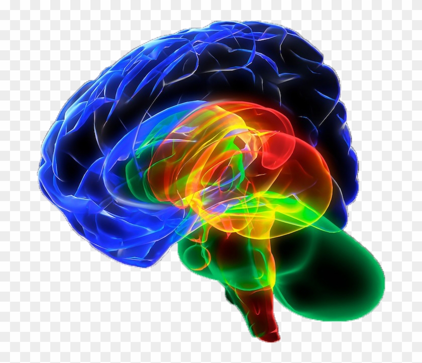 Human Brain Organ Cerebrum Sense - Imagens De Neuropsicologia #1079292