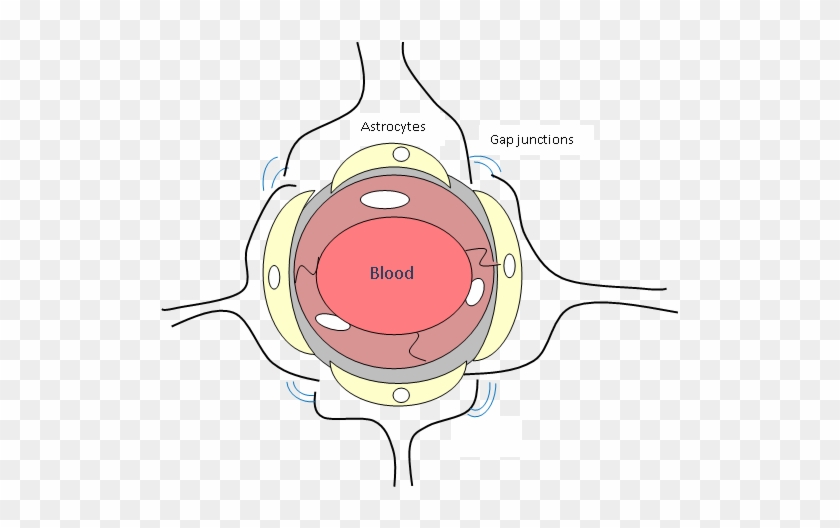 Media/image1 - Blood Brain Barrier Astrocytes #1079547