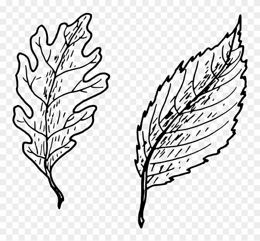 Simple Vs Complex Leaves #1079748