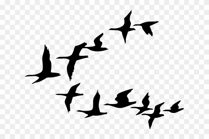 White Black, Outline, Canada, Drawing, Silhouette, - Birds Flying Clip Art #1079896