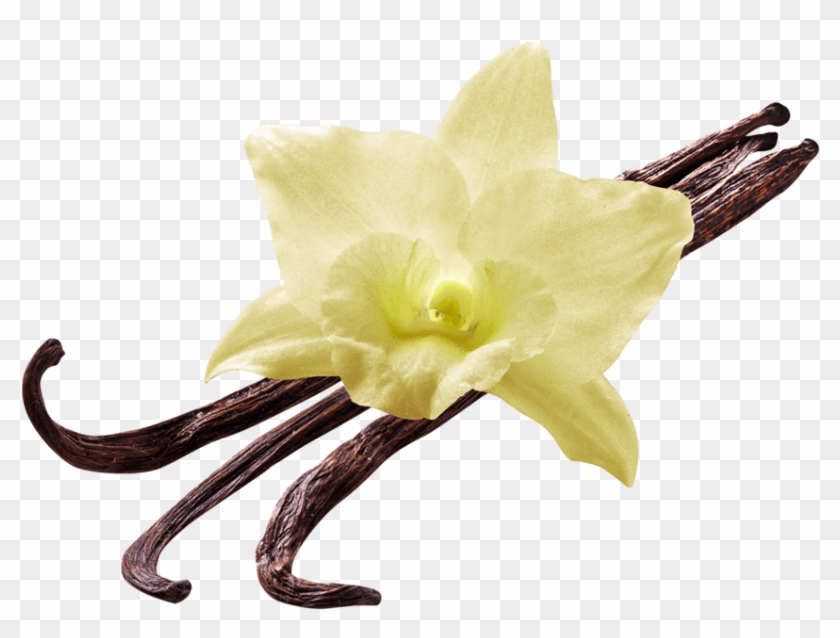 Vanilla Flower - Vanilla Png #1080571