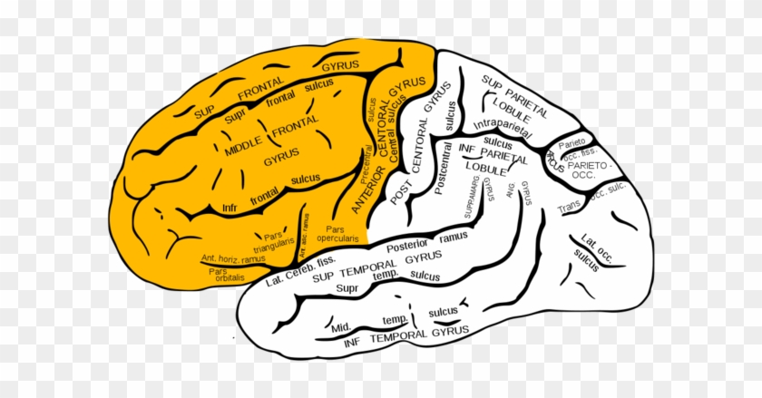 Various Functional Centers Are Found In The Frontal - Frontal Lobe #1080595