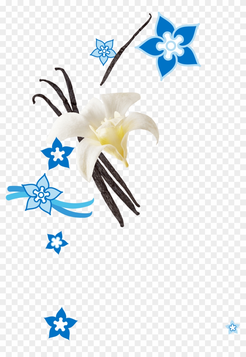 Vanilla - Bean - Vanilla - Bean #1080614