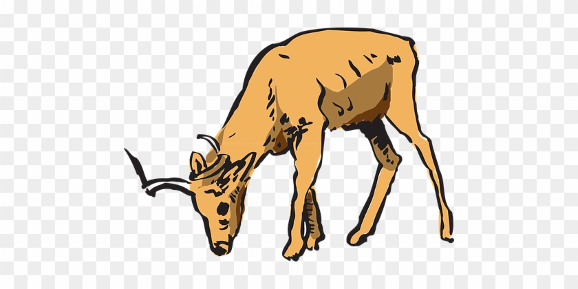 Antelope, Forest, Grazing, Horns, Animal - Deer Eating Clipart #1080988