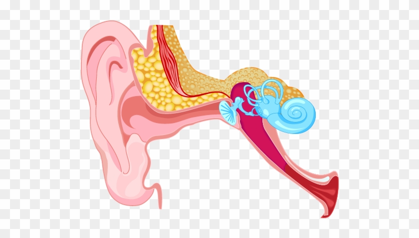 Mixed - Parts Of The Human Ear #1081864