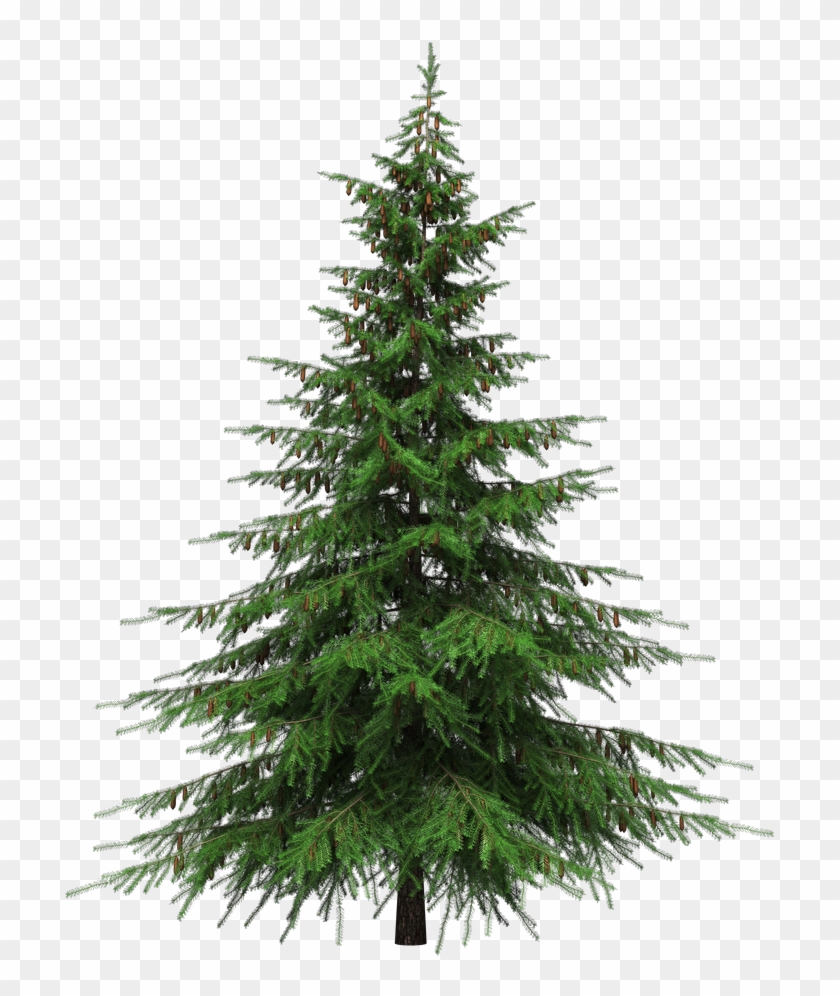 Healing Benefits Of Your Christmas Tree - Fir Tree Transparent Background #1082119